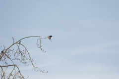 Male Sparrowhawk in Flight