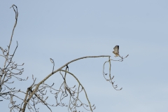 Male Sparrowhawk in Flight