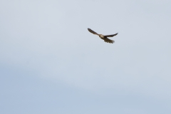 Male Sparrowhawk in Flight