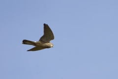 Male Sparrowhawk in Flight