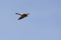 Male Sparrowhawk in Flight