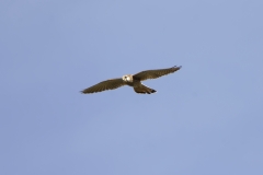 Male Sparrowhawk in Flight