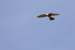 Male Sparrowhawk in Flight