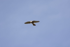 Male Sparrowhawk in Flight