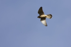 Male Sparrowhawk in Flight