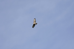 Buzzard in Flight