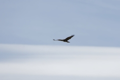 Buzzard in Flight