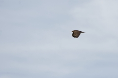 Buzzard in Flight