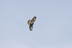 Buzzard in Flight