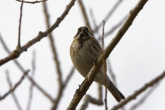 Reed Bunting