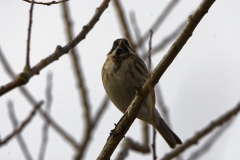 Reed Bunting