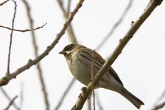 Reed Bunting