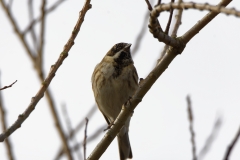 Reed Bunting