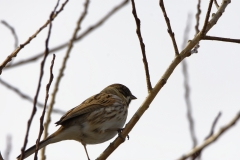 Reed Bunting