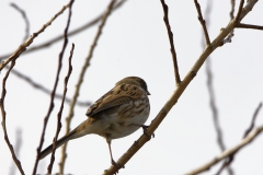 Reed Bunting