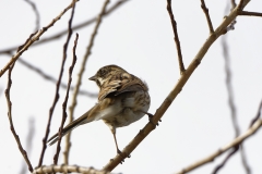 Reed Bunting