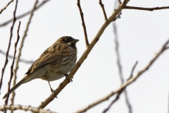 Reed Bunting