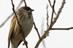 Reed Bunting