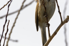 Reed Bunting