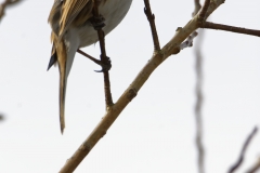 Reed Bunting