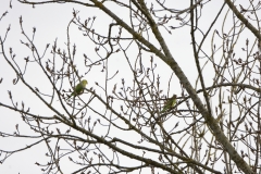 Parakeets