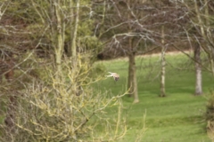 Kestrel in Flight