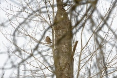 Kestrel