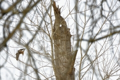 Kestrel in Flight