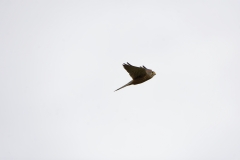 Kestrel in Flight