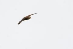 Kestrel in Flight