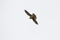 Kestrel in Flight