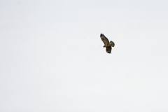 Buzzard in Flight