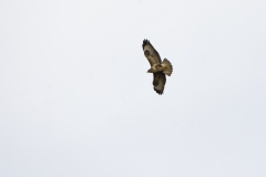 Buzzard in Flight