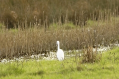 Little Egret