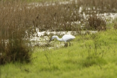 Little Egret