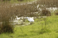 Little Egret