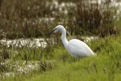 Little Egret