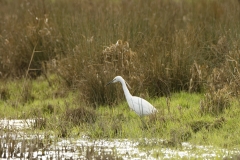 Little Egret