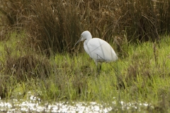 Little Egret