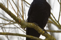 Carrion Crow