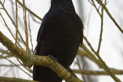 Carrion Crow