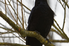 Carrion Crow