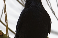 Carrion Crow