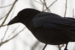 Carrion Crow