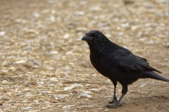 Carrion Crow