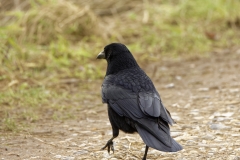 Carrion Crow