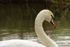 Swan