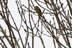 Greenfinch