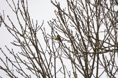 Greenfinch