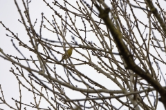 Greenfinch